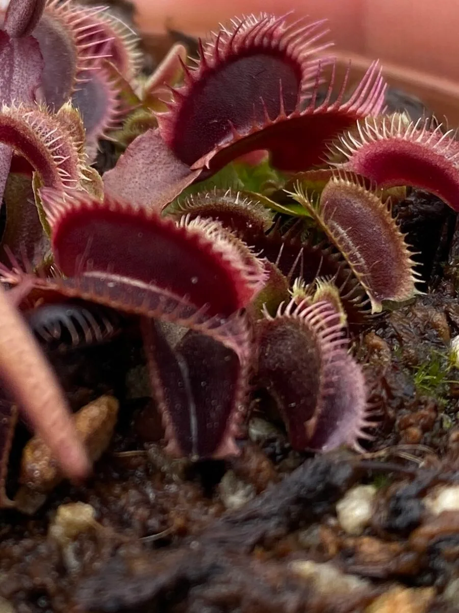 Dionaea Muscipula "Jolly Joker" - immagine 7