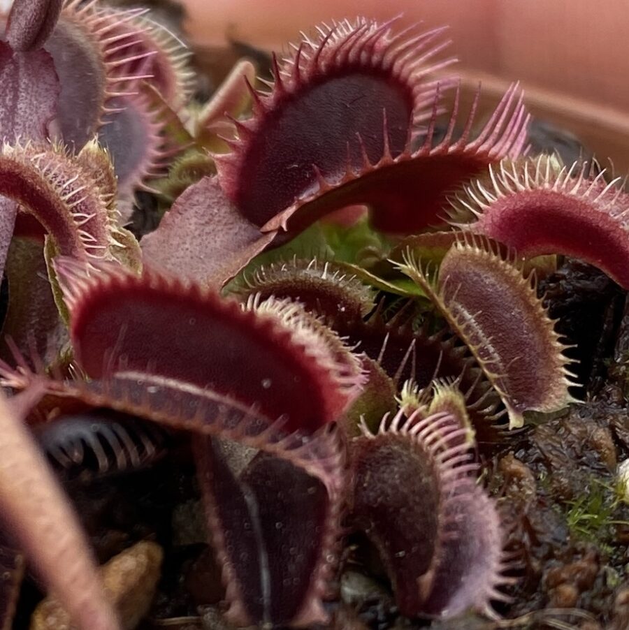 Dionaea Muscipula "Jolly Joker" - Image 7