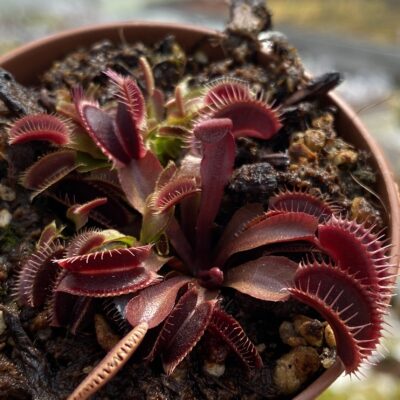 Dionaea Muscipula "Jolly Joker"