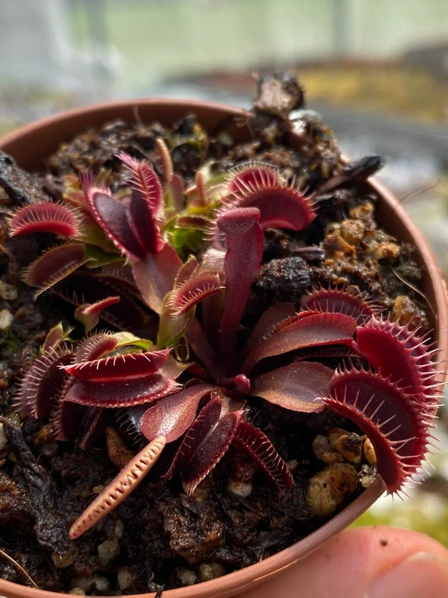 Dionaea Muscipula "Jolly Joker"
