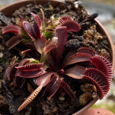 Dionaea Muscipula "Jolly Joker"