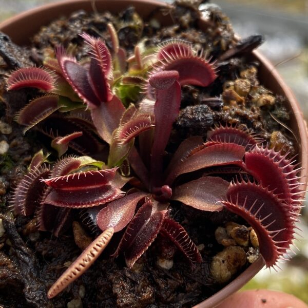 Dionaea muscipula "Jolly Joker"