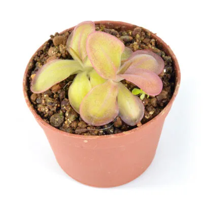 laueana-“Geranium-Red-Flower-II”