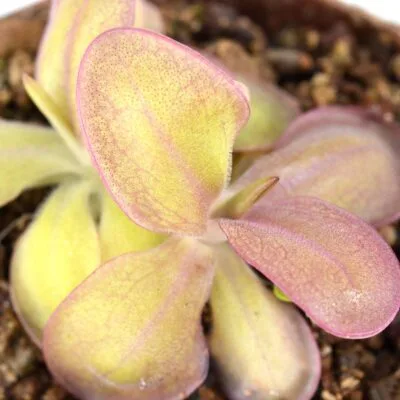 laueana-“Geranium-Red-Flower-II”