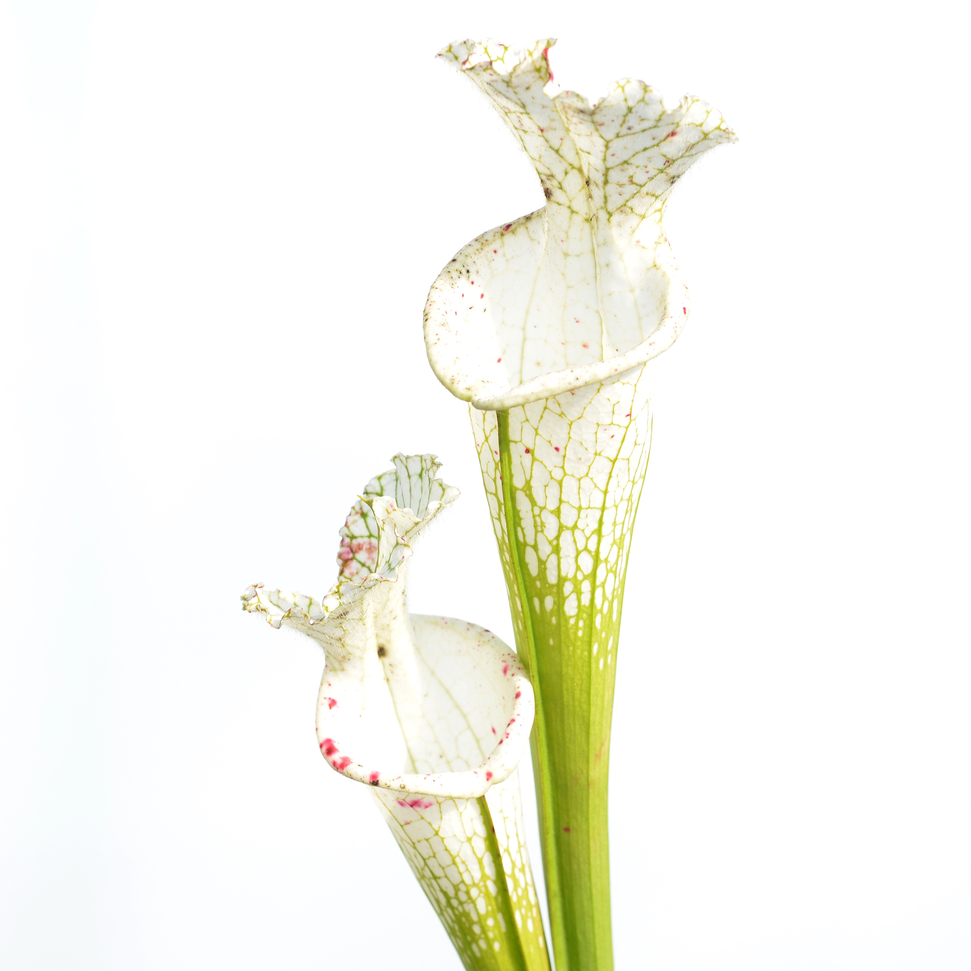 Sarracenia leucophylla var. alba 'Hurricane Creek White' clone A L58A NK x leucophylla var. alba 'Hurricane Creek White' clone E DFL3