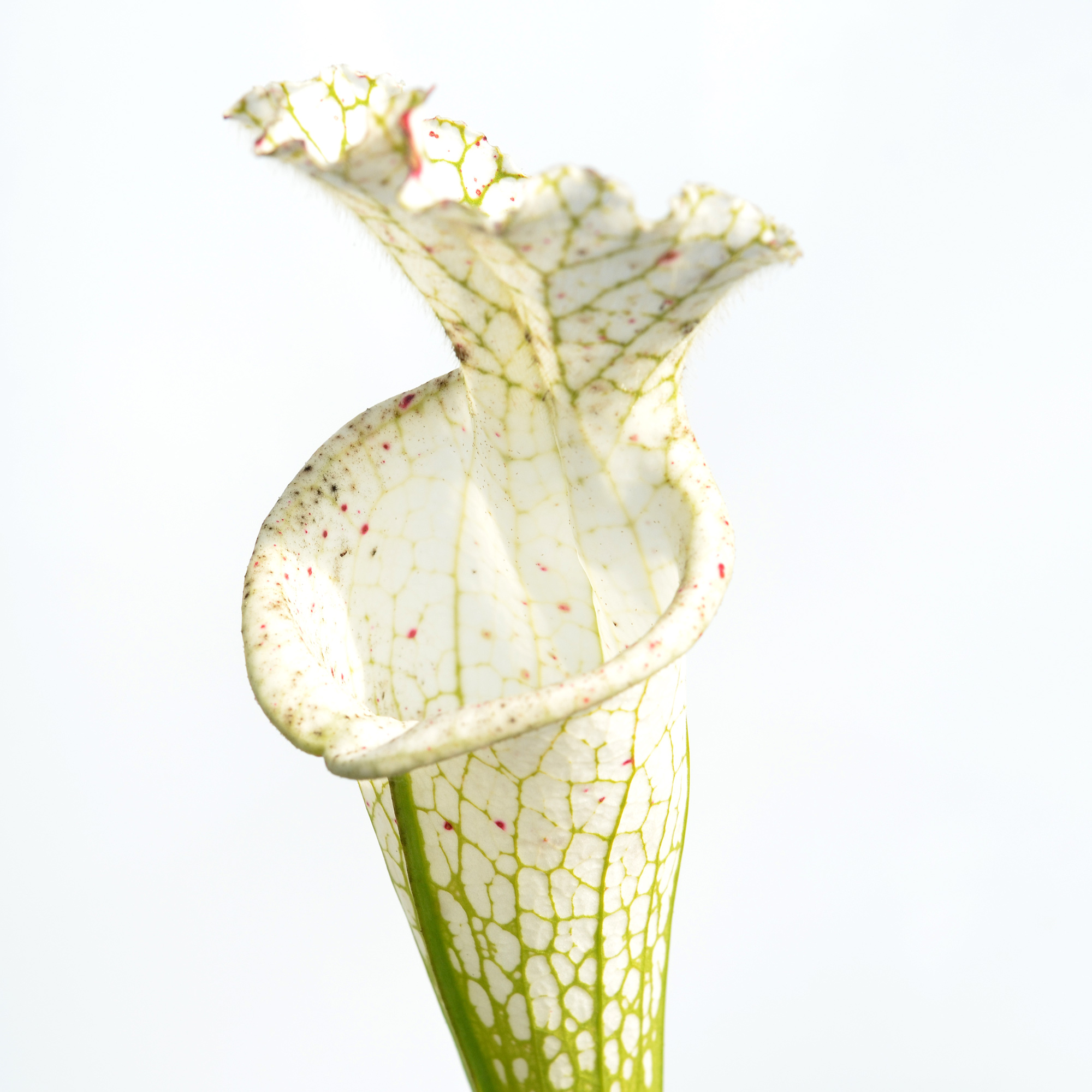 Sarracenia leucophylla var. alba 'Hurricane Creek White' clone A L58A NK x leucophylla var. alba 'Hurricane Creek White' clone E DFL3