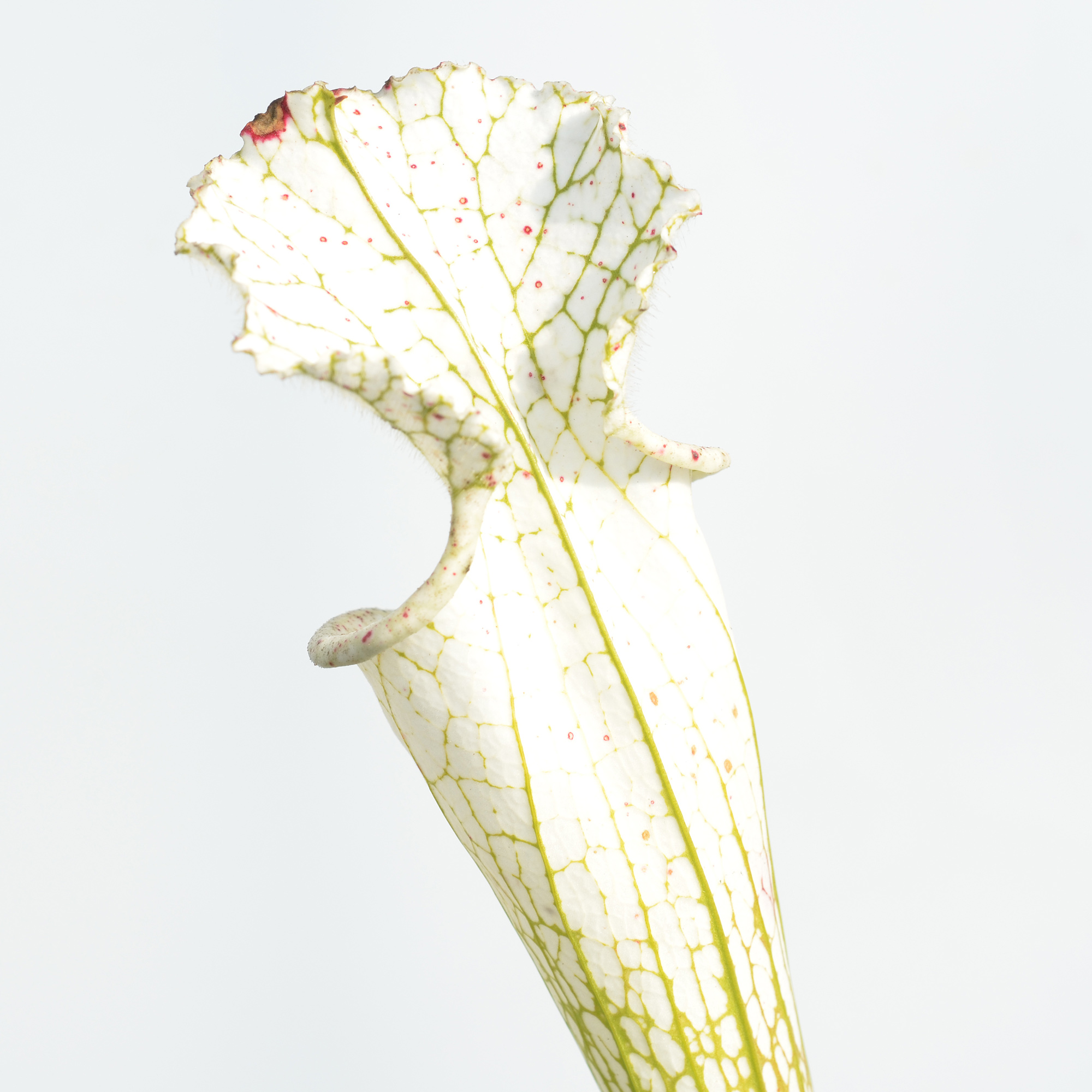 Sarracenia leucophylla var. alba 'Hurricane Creek White' clone A L58A NK x leucophylla var. alba 'Hurricane Creek White' clone E DFL3