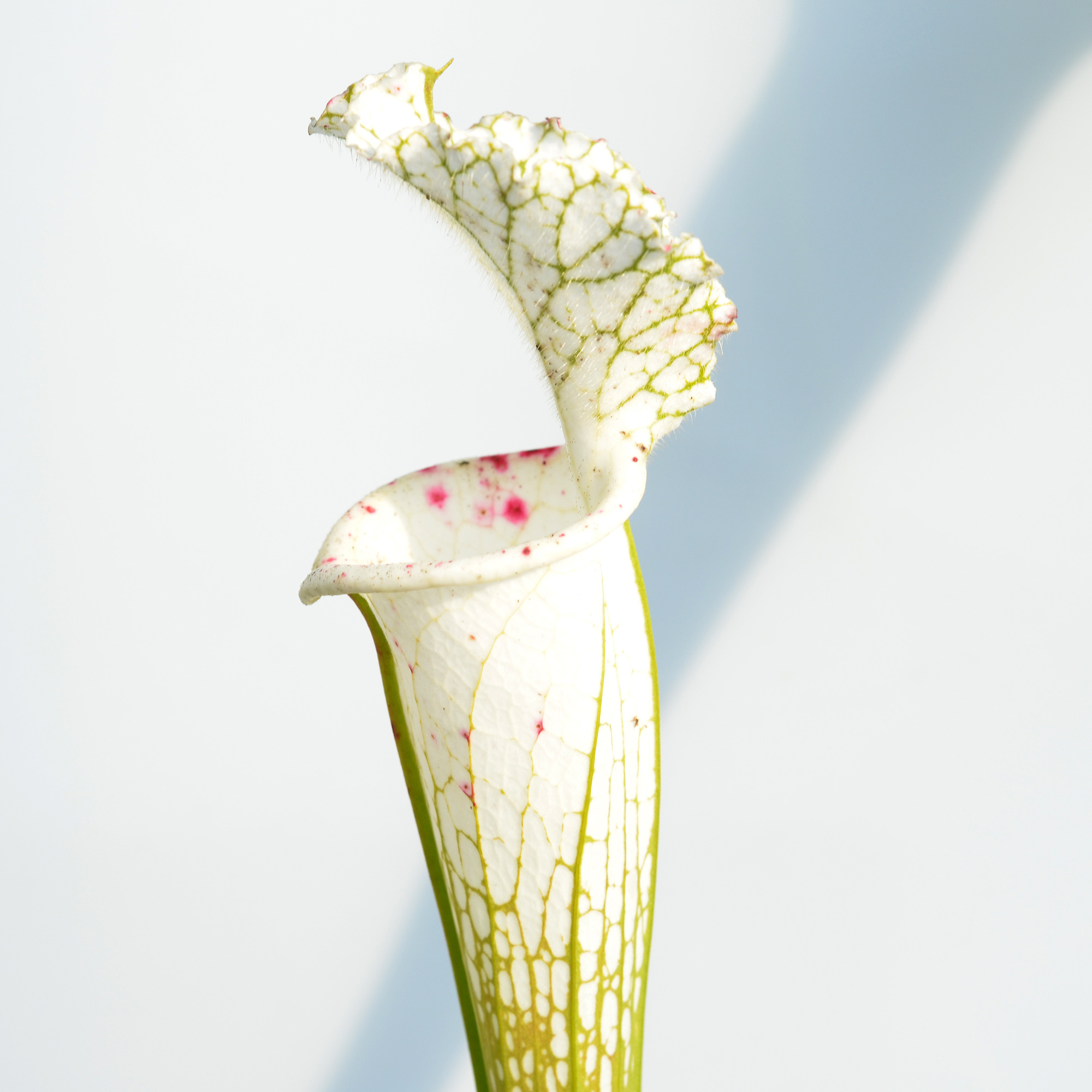 Sarracenia leucophylla var. alba 'Hurricane Creek White' clone A L58A NK x leucophylla var. alba 'Hurricane Creek White' clone E DFL3