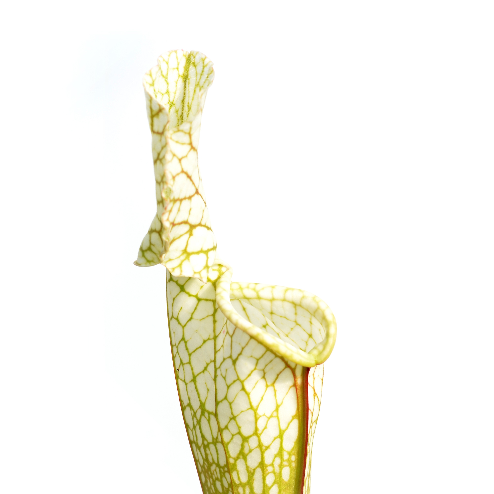 Sarracenia leucophylla var. alba 'Hurricane Creek White' clone A L58A NK x leucophylla var. alba 'Hurricane Creek White' clone E DFL3 – Image 9