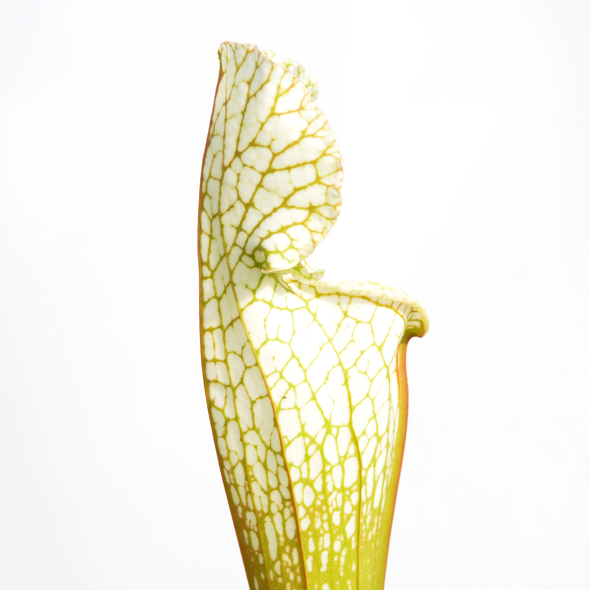 Sarracenia leucophylla var. alba 'Hurricane Creek White' clone A L58A NK x leucophylla var. alba 'Hurricane Creek White' clone E DFL3