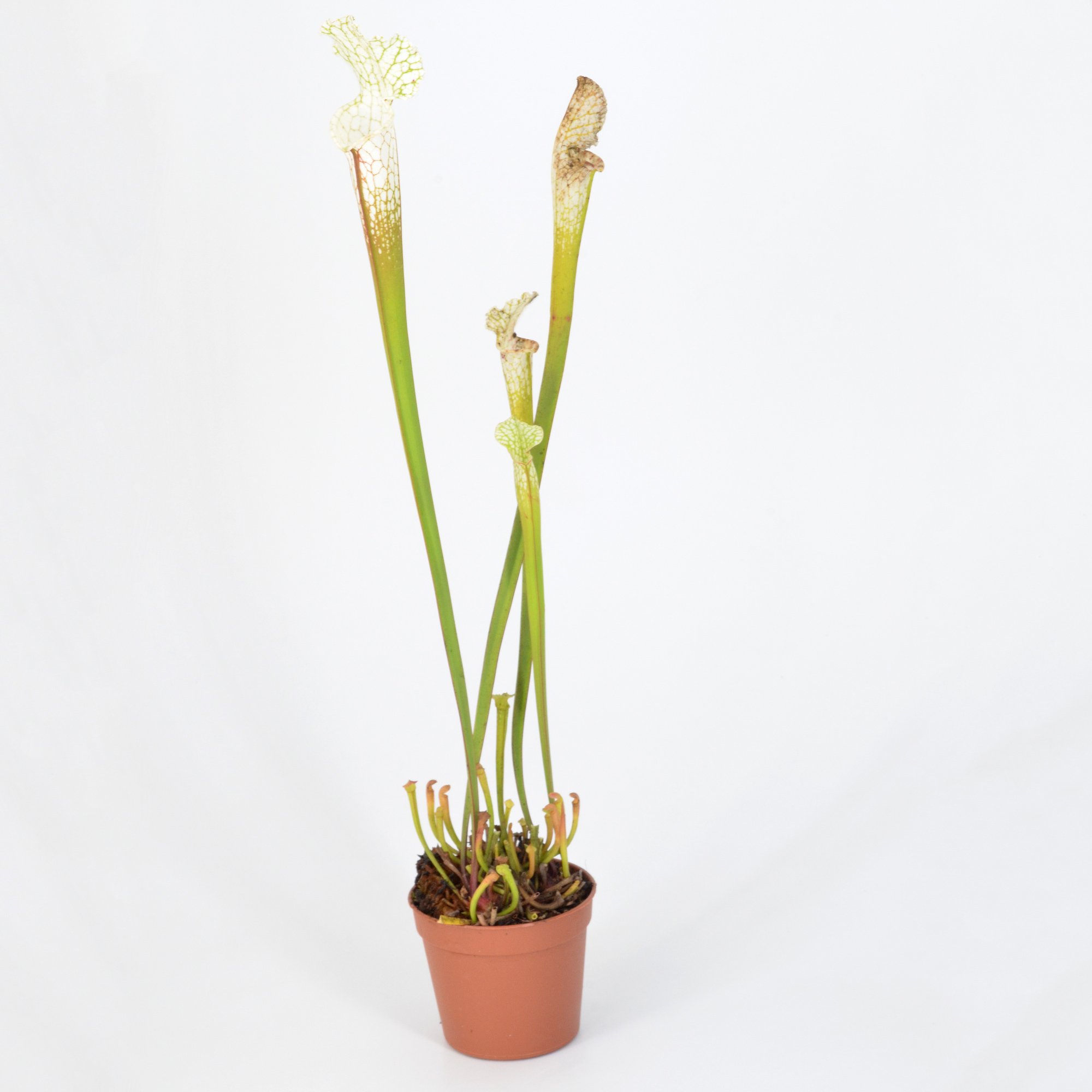 Sarracenia leucophylla var. alba 'Hurricane Creek White' clone A L58A NK x leucophylla var. alba 'Hurricane Creek White' clone E DFL3
