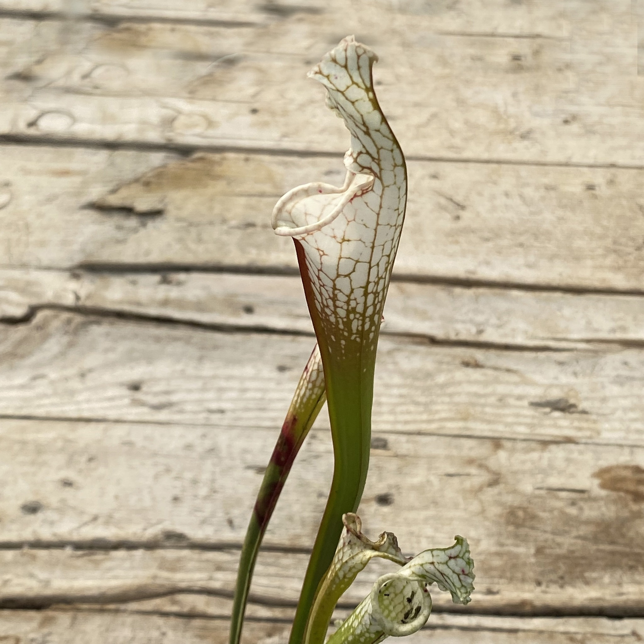 Sarracenia leucophylla var. alba 'Hurricane Creek White' clone A L58A NK x leucophylla var. alba 'Hurricane Creek White' clone E DFL3