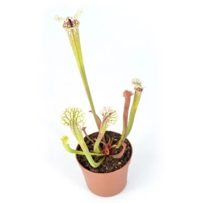 ((leucophylla x oreophila) x leucophylla) "Pink, Robust Clone" x moorei "A Porais" H356 8 MK DFH19