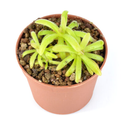 moctezumae × gracilis