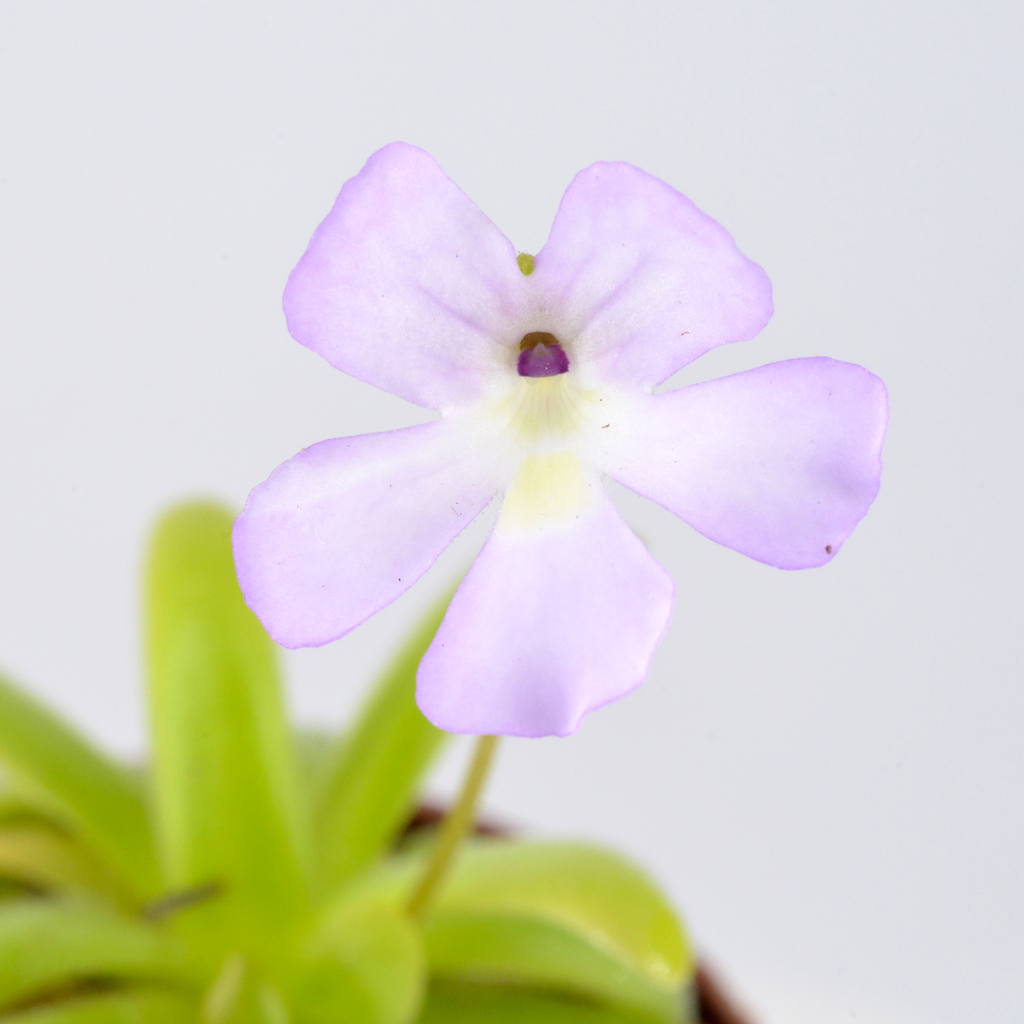 moctezumae × gracilis