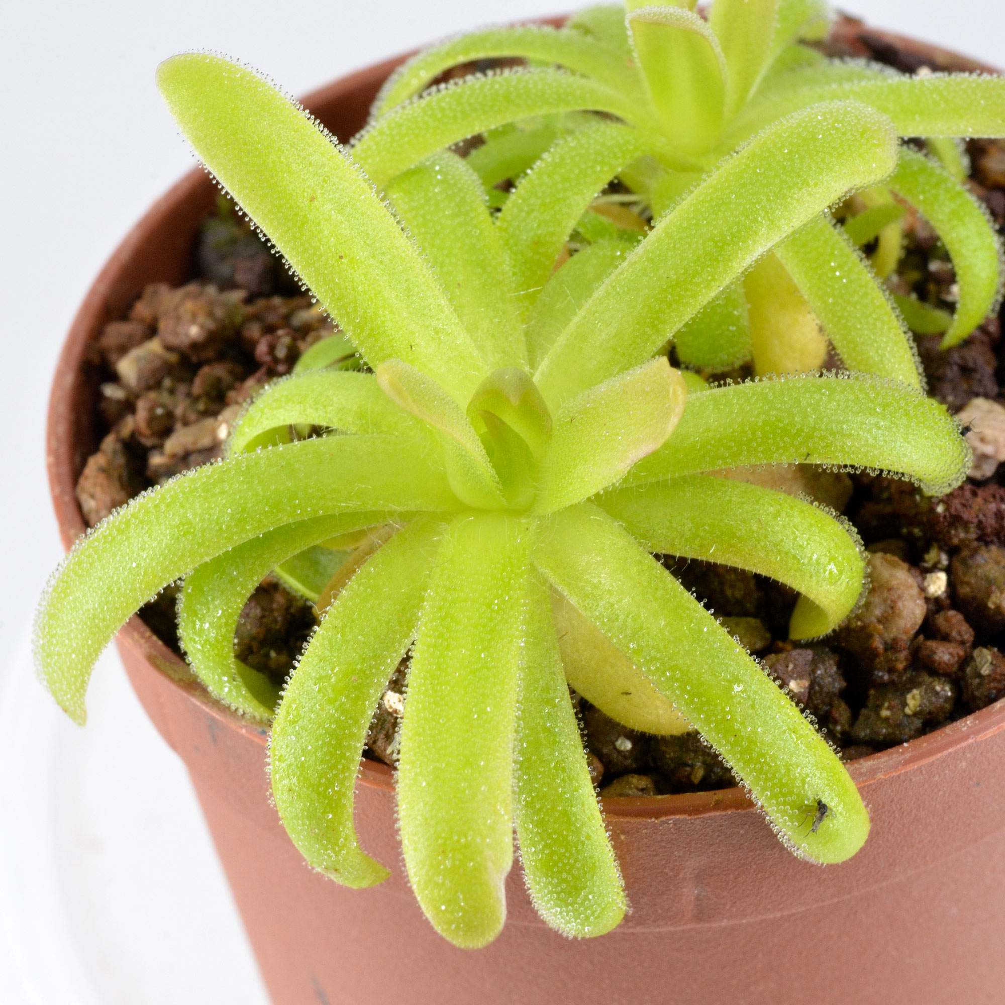 moctezumae × gracilis