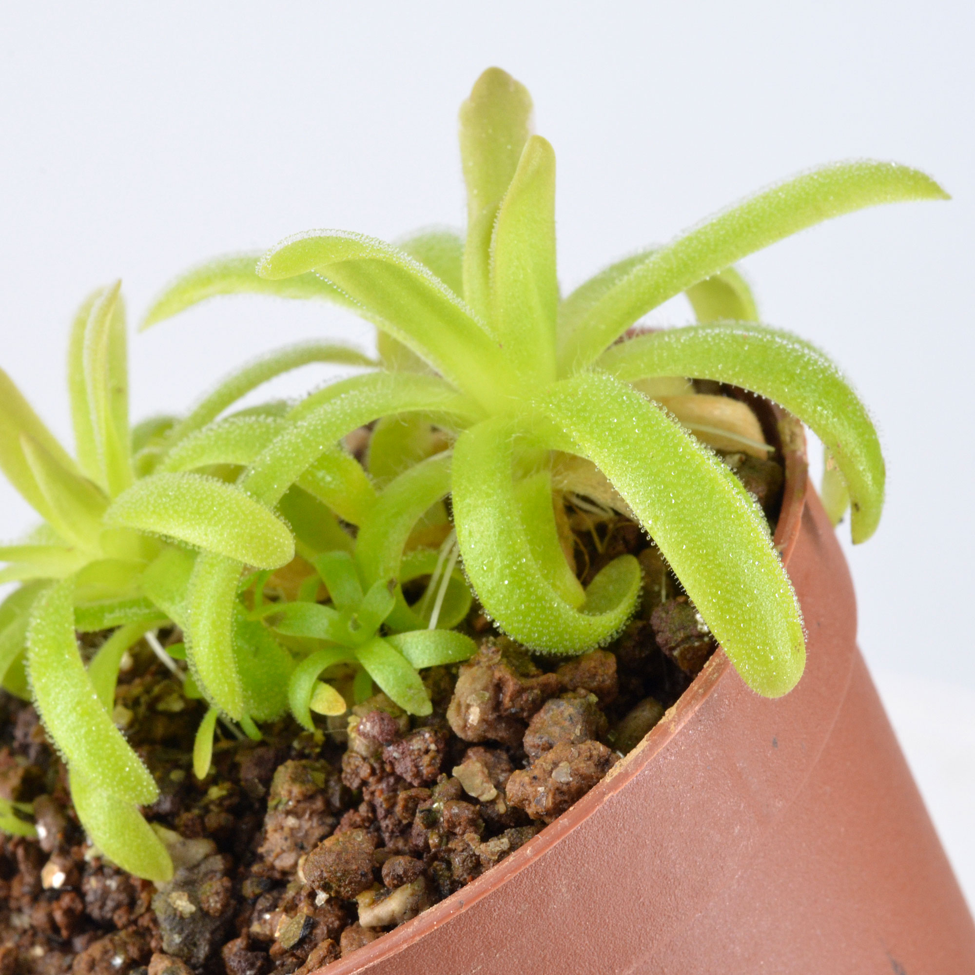 moctezumae × gracilis