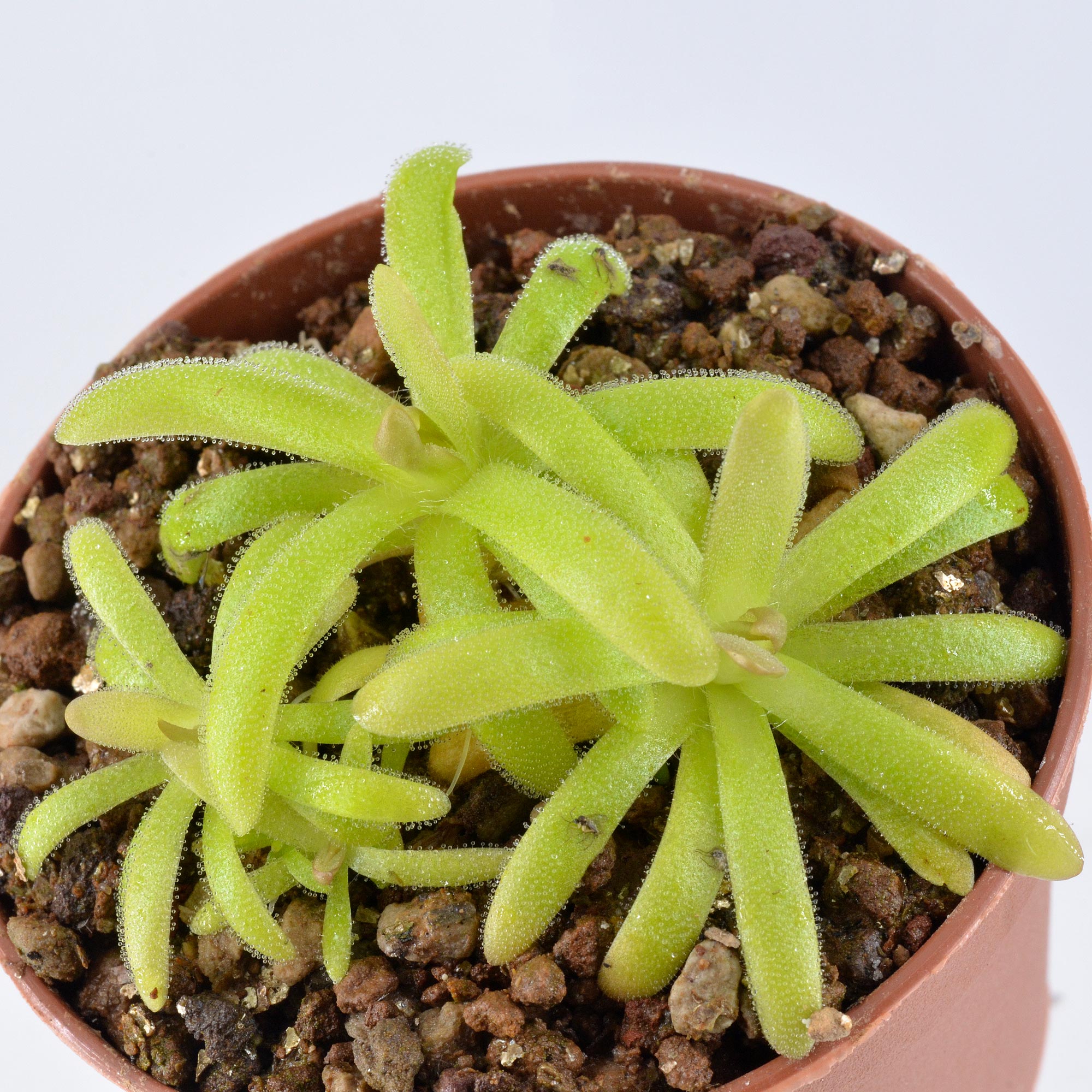 moctezumae × gracilis