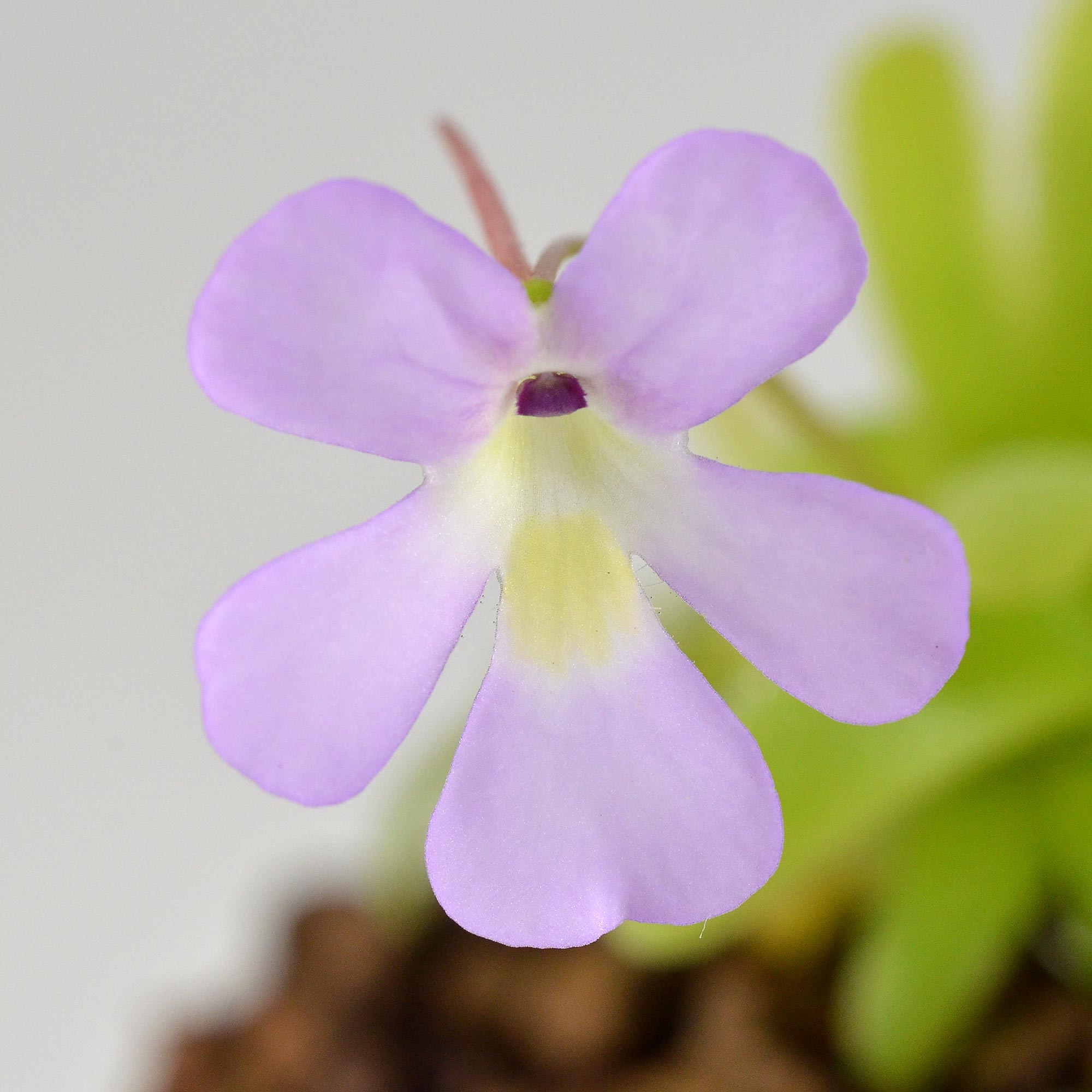 moctezumae x gracilis