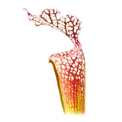 Sarracenia moorei "Wilkerson’s Red" [Leah Wilkerson's bog, Paxton,Walton County,Florida] H157 mk x moorei [Conecuh, Covington County, Alabama] SXM54 AC DFH33