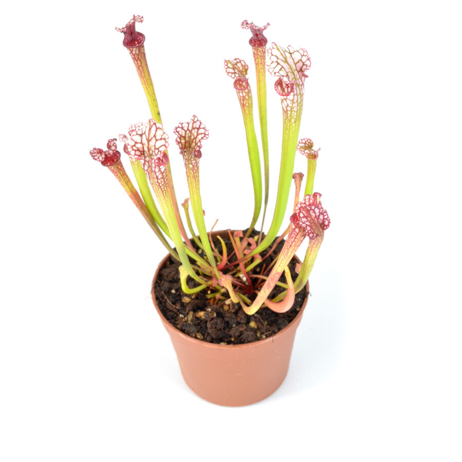 Sarracenia moorei 'Timothy king' H225 MK x moorei [Conecuh, Covington County, Alabama] SXM54 AC DFH72 - immagine 2