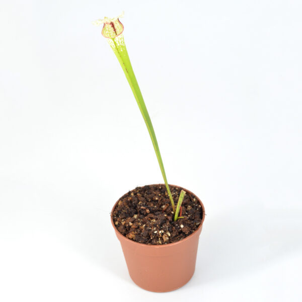 Sarracenia x "Raspberry Whipped Cream" DFH65