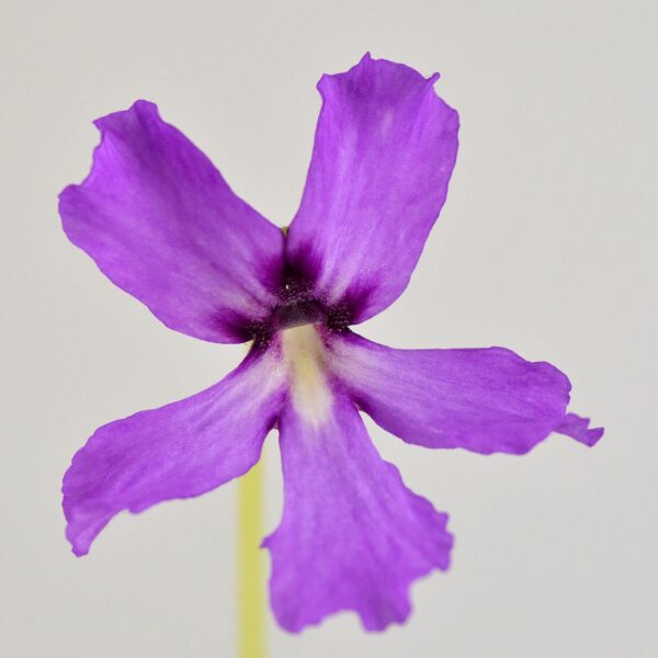 moranensis