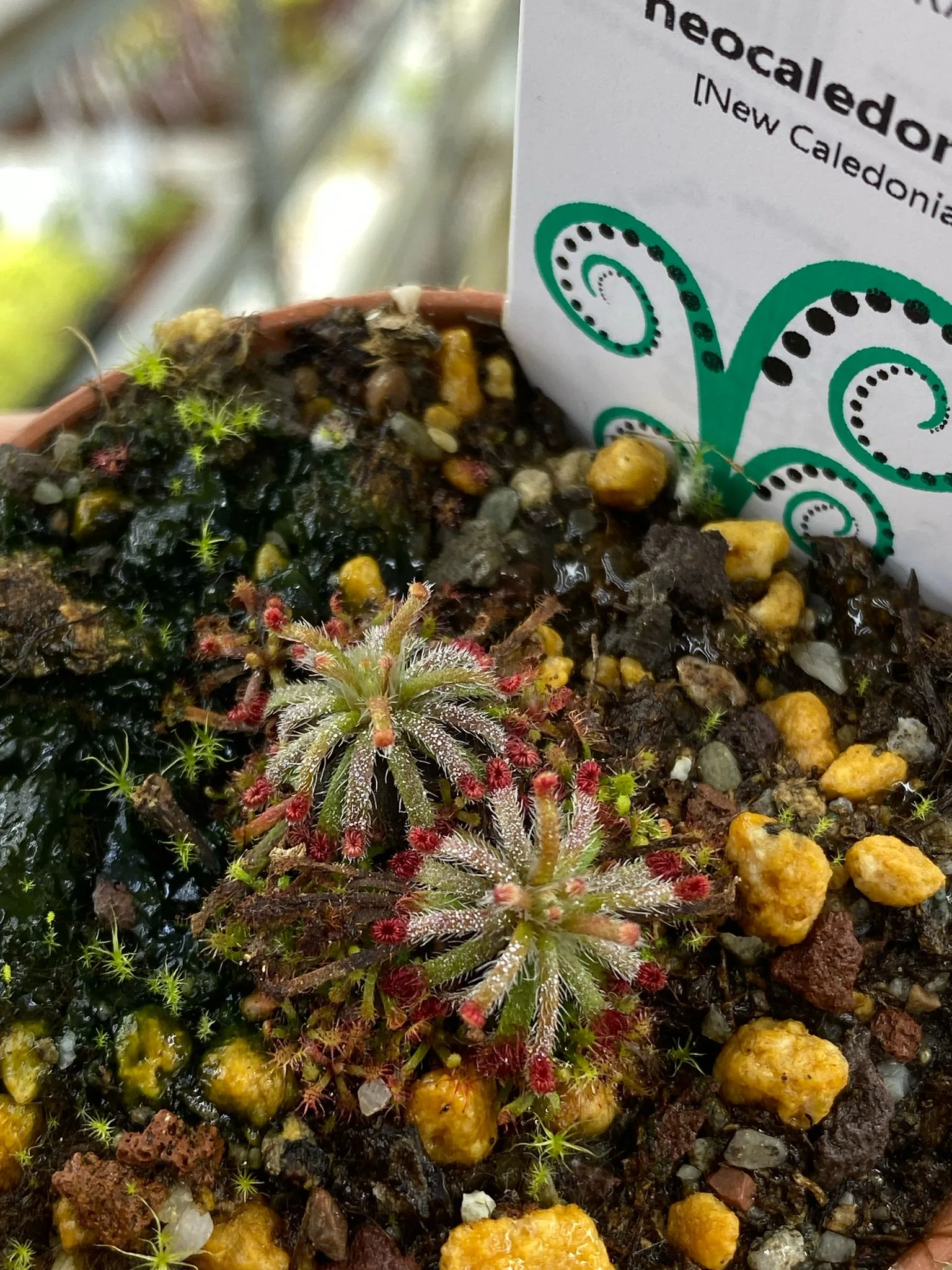 Drosera neocaledonica [New Caledonia] - Image 2