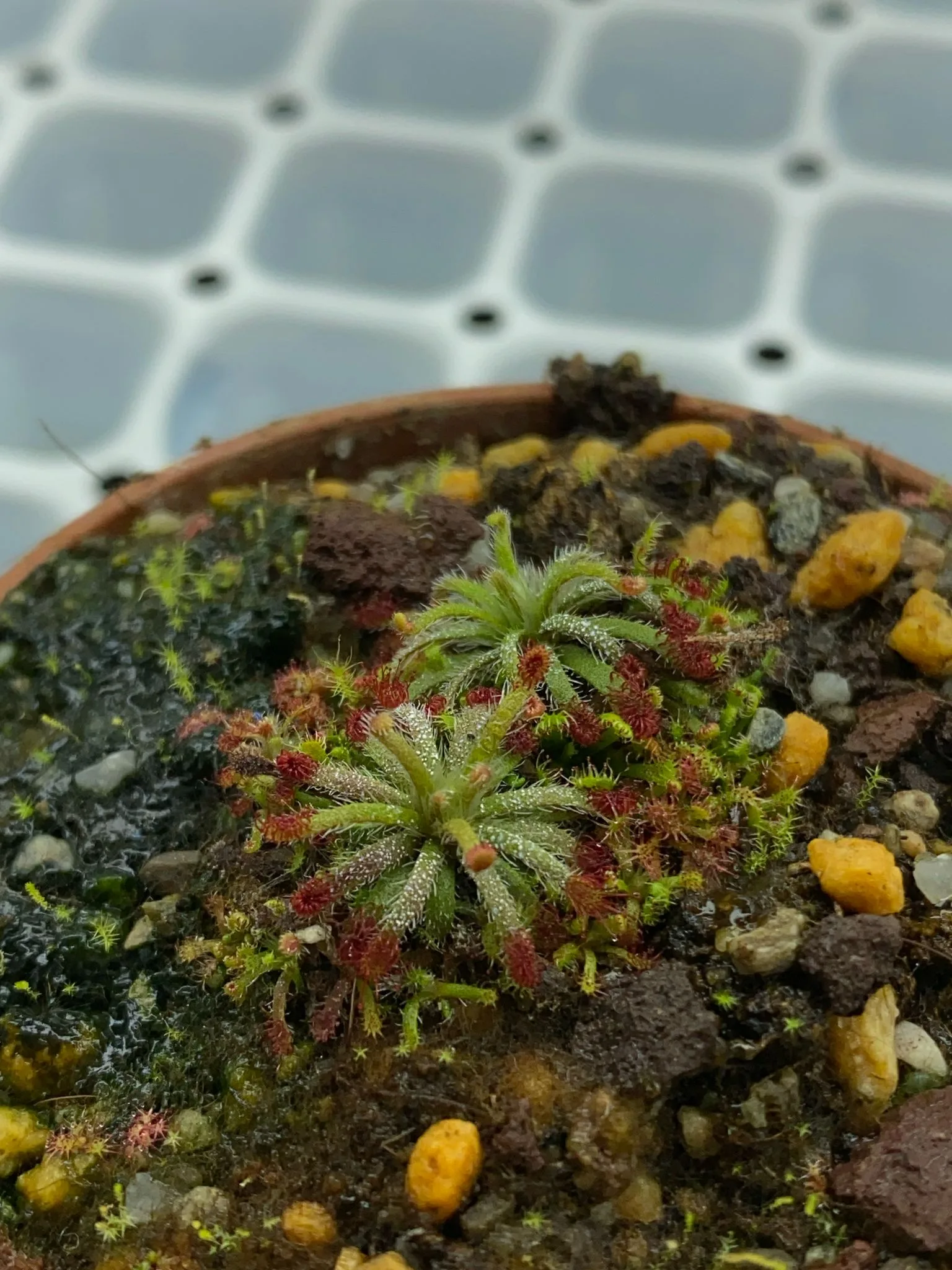 Drosera neocaledonica [New Caledonia]