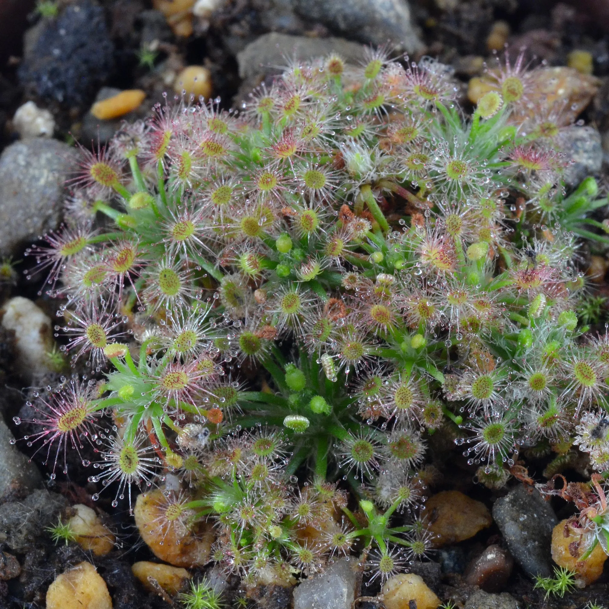 Drosera paleacea ssp. roseana [Western Australia]