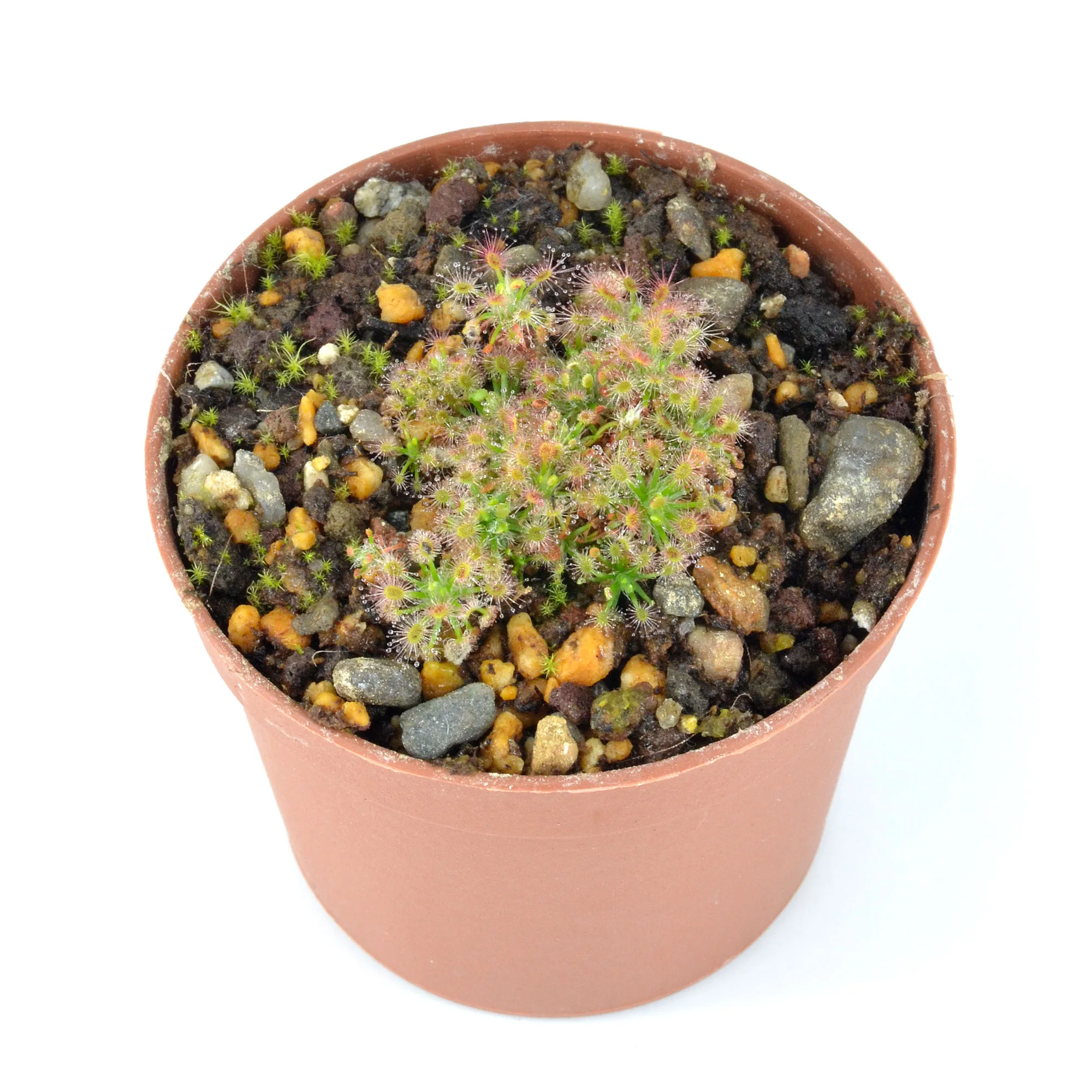 Drosera paleacea ssp. roseana [Western Australia]