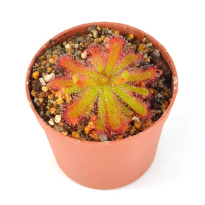 pauciflora (cistiflora complex) DSC_1042 pauciflora (cistiflora complex)