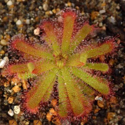 pauciflora (cistiflora complex)