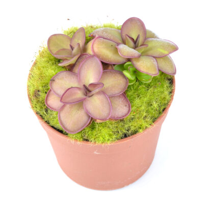 Buntes Fettkraut [Pinguicula]