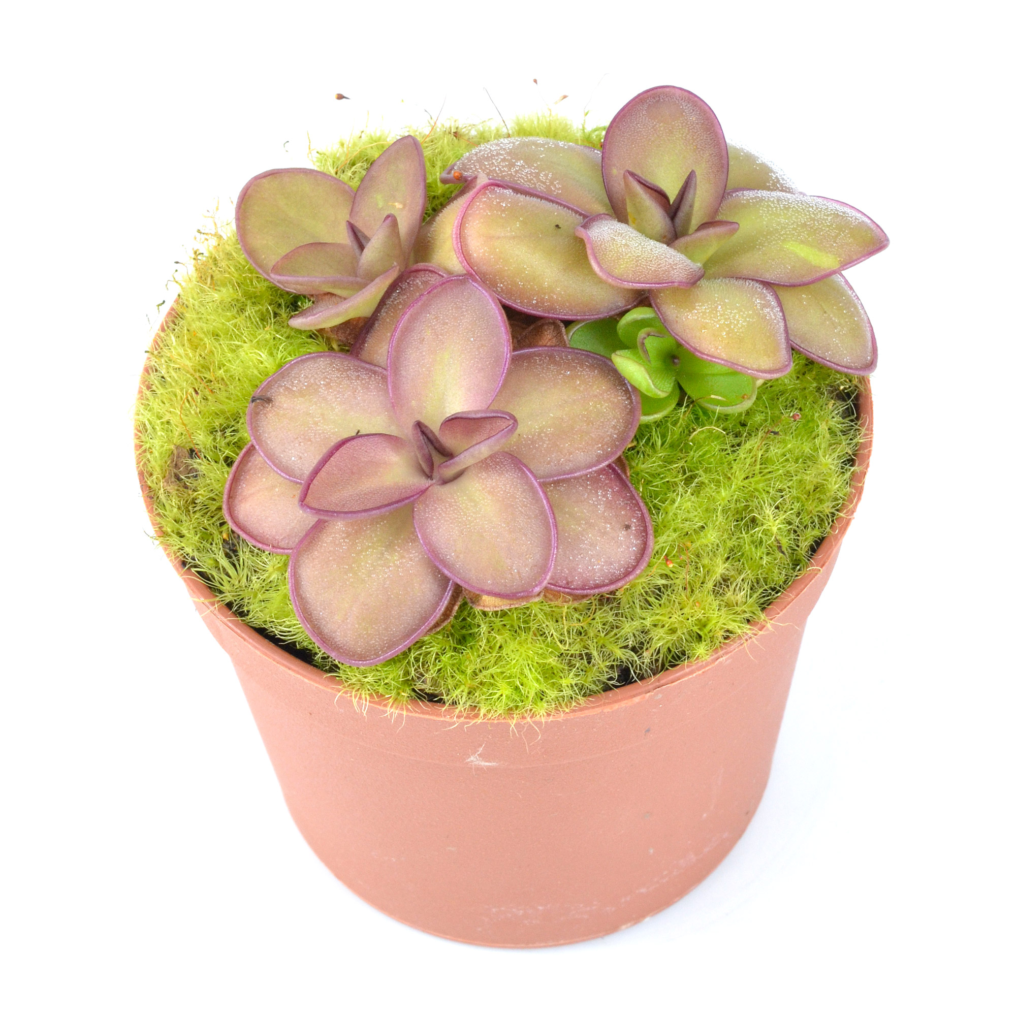 Pinguicula (colourful form)