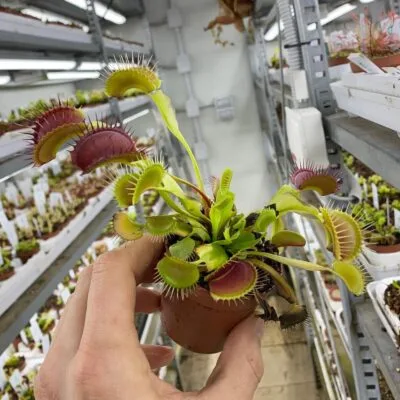 polifemo 1 (1) polifemo 1