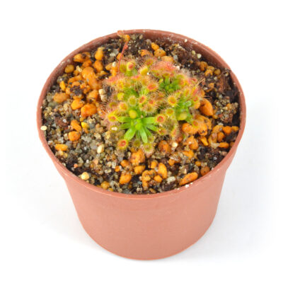 pulchella salmon flower