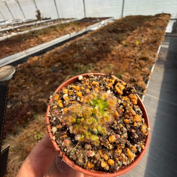 pulchella-salmon-flower