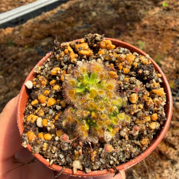 pulchella-salmon-flower