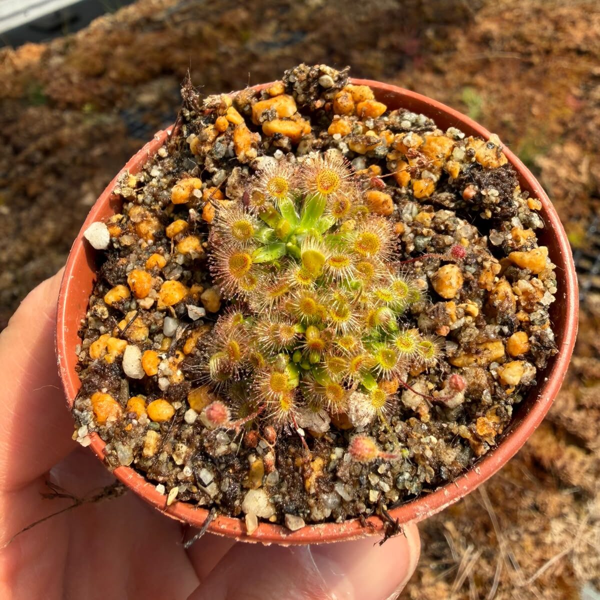 pulchella-salmon-flower