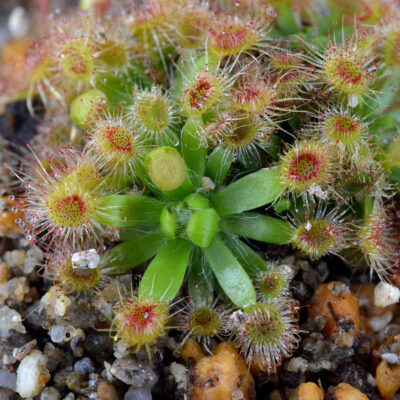 pulchella salmon flower