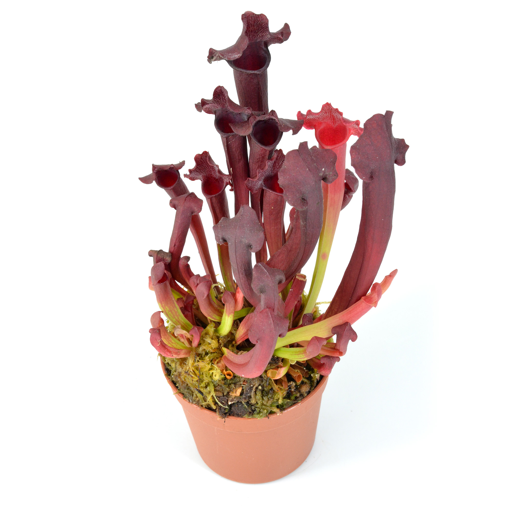 Sarracenia (compact form)