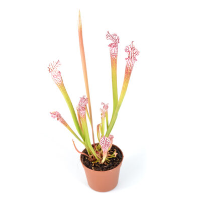 Sarracenia (specie pura)