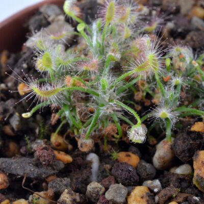 scorpioides