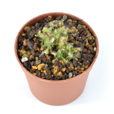 scorpioides