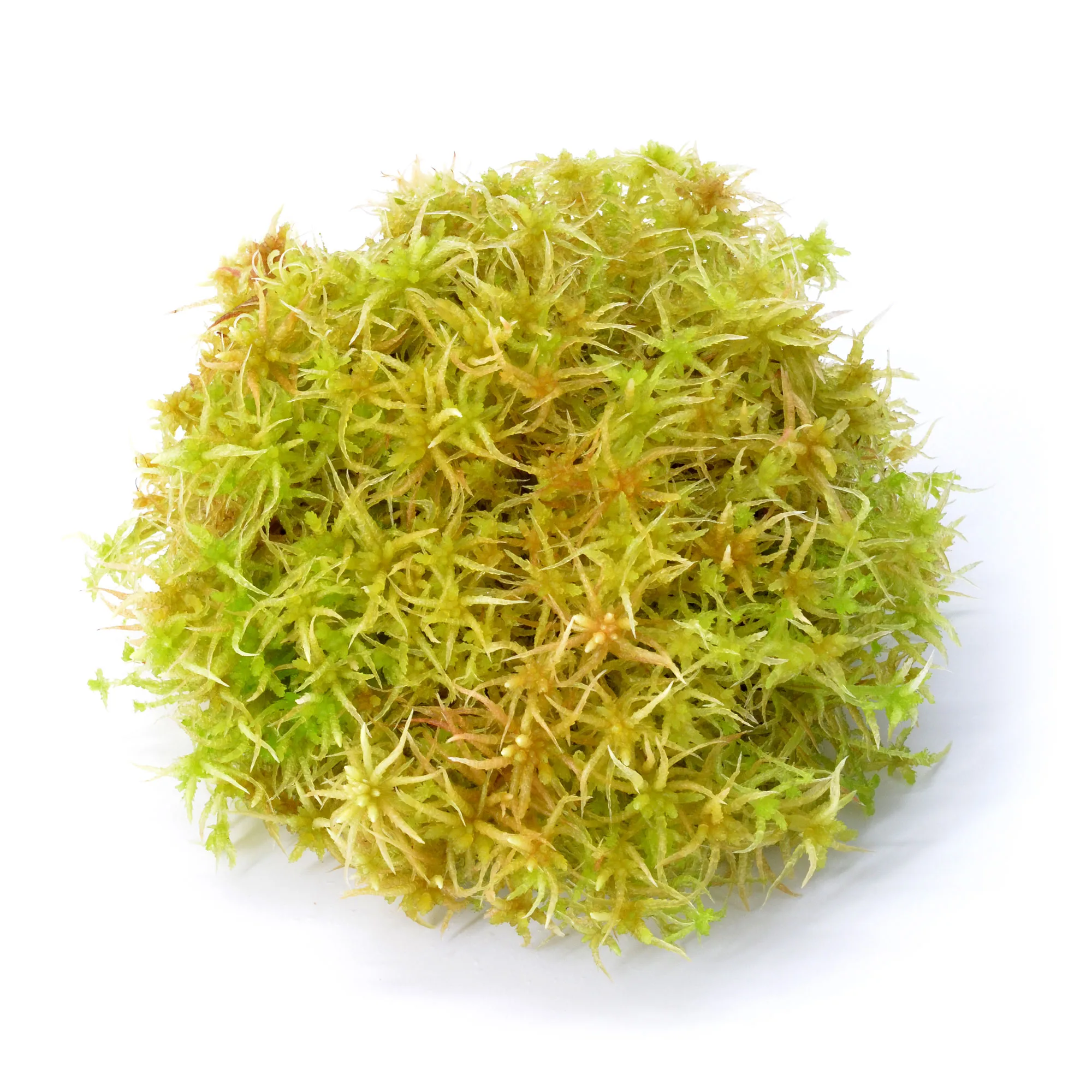 Sphagnum moss