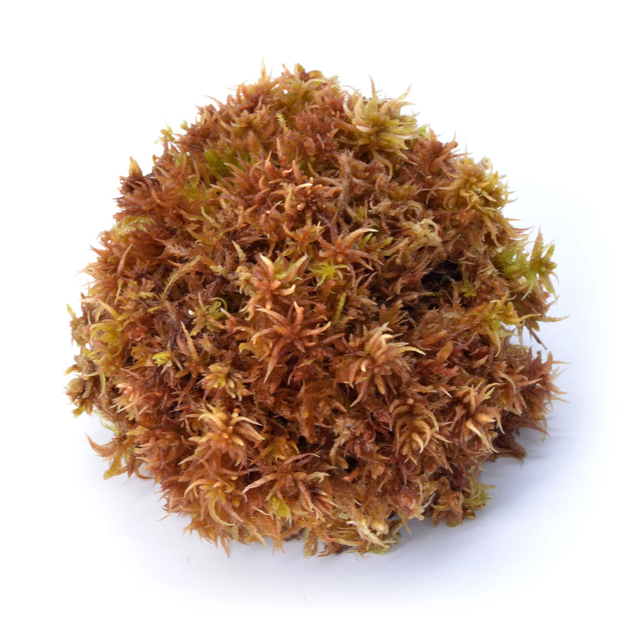 Sphagnum moss