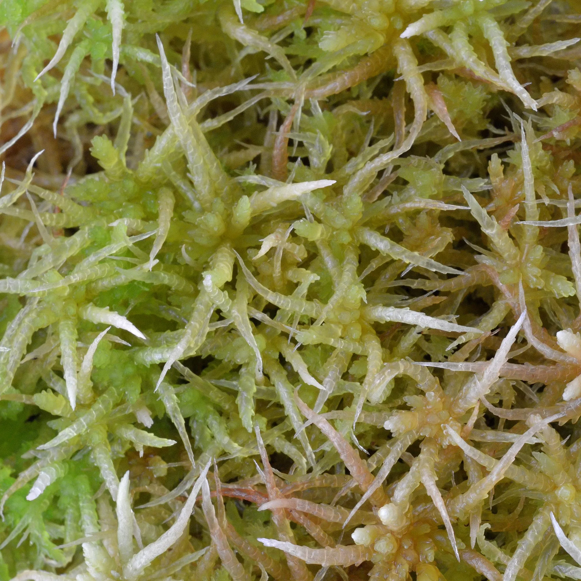 Sphagnum moss