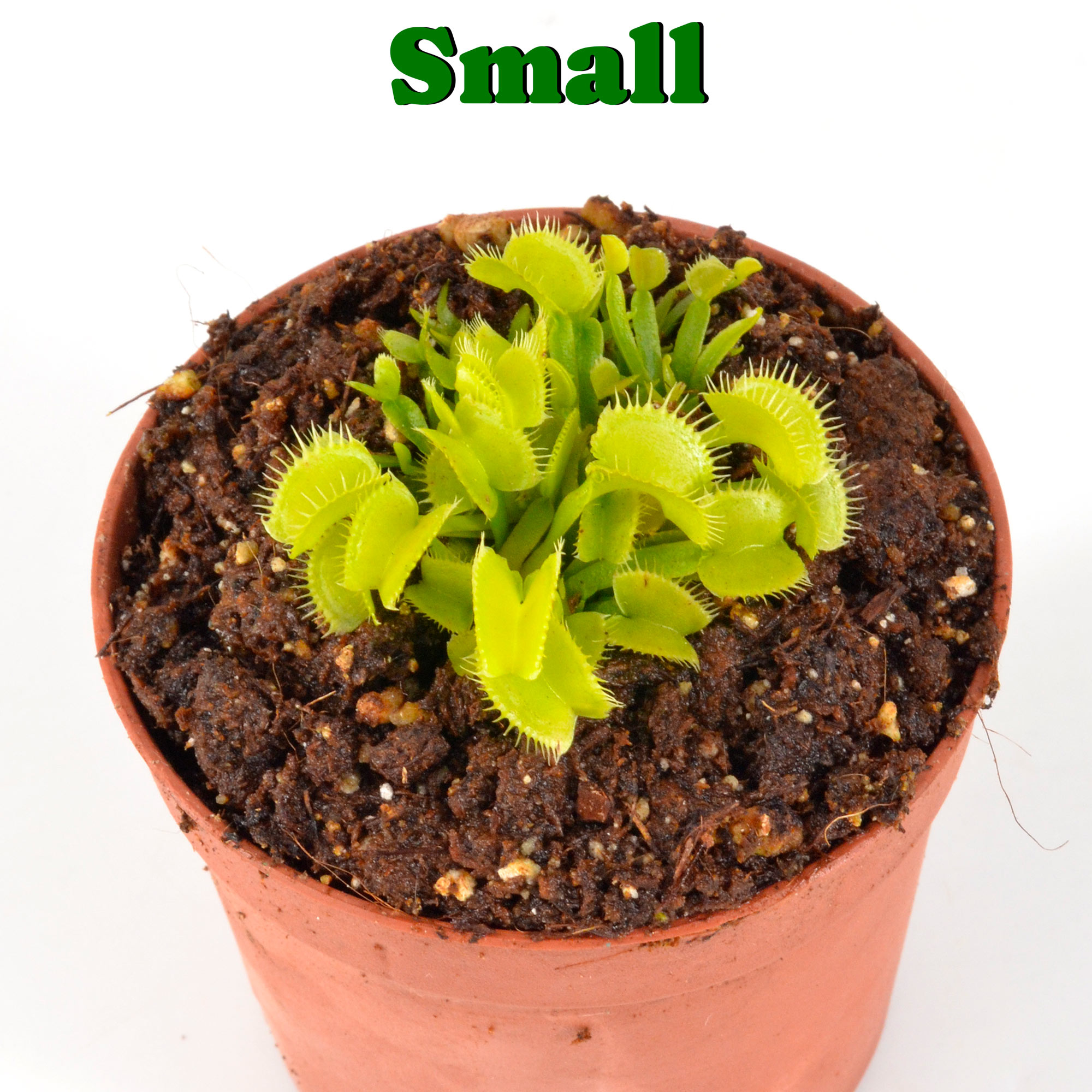 Dionaea muscipula "Skydancer" - immagine 2