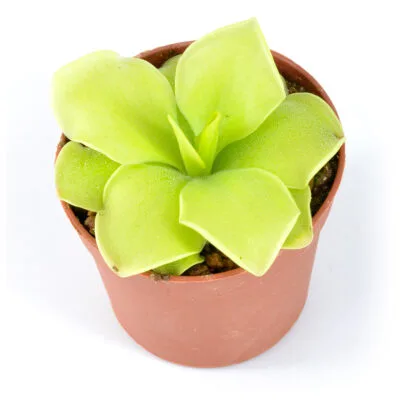 sp. Huajuapan (prob. moranensis) DSC_0358 sp. Huajuapan (prob. moranensis)